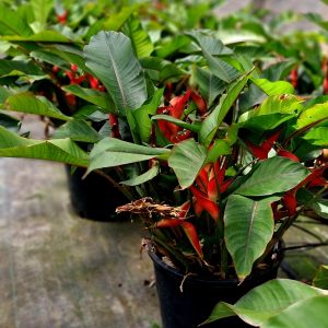 HELICONIA STRICTA DWARF