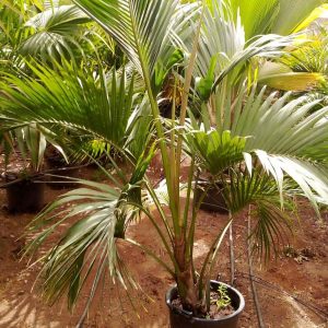 HOWEA BELMOREANA