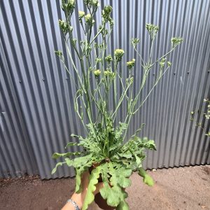 LIMONIUM STATICE