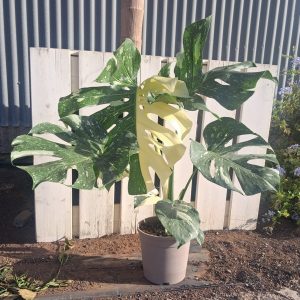MONSTERA THAI CONSTELLATION