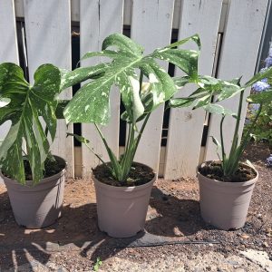 MONSTERA THAI CONSTELLATION