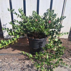 CARISSA GRANDIFLORA