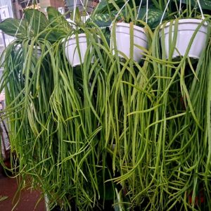 RHIPSALIS HIBRIDO (Cactus)