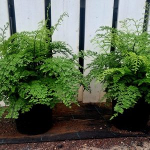 ASPLENIUM BULBIFERUM