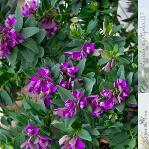 POLYGALA COMPACTA